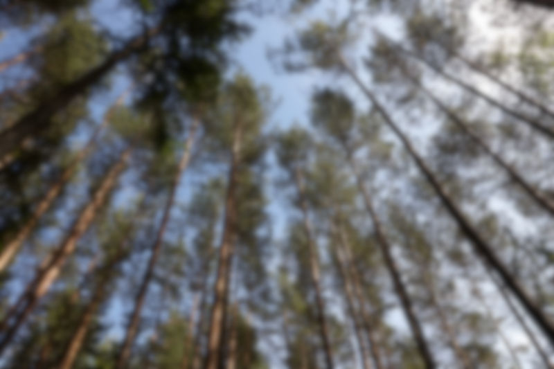 Wholesale of wood in the rough